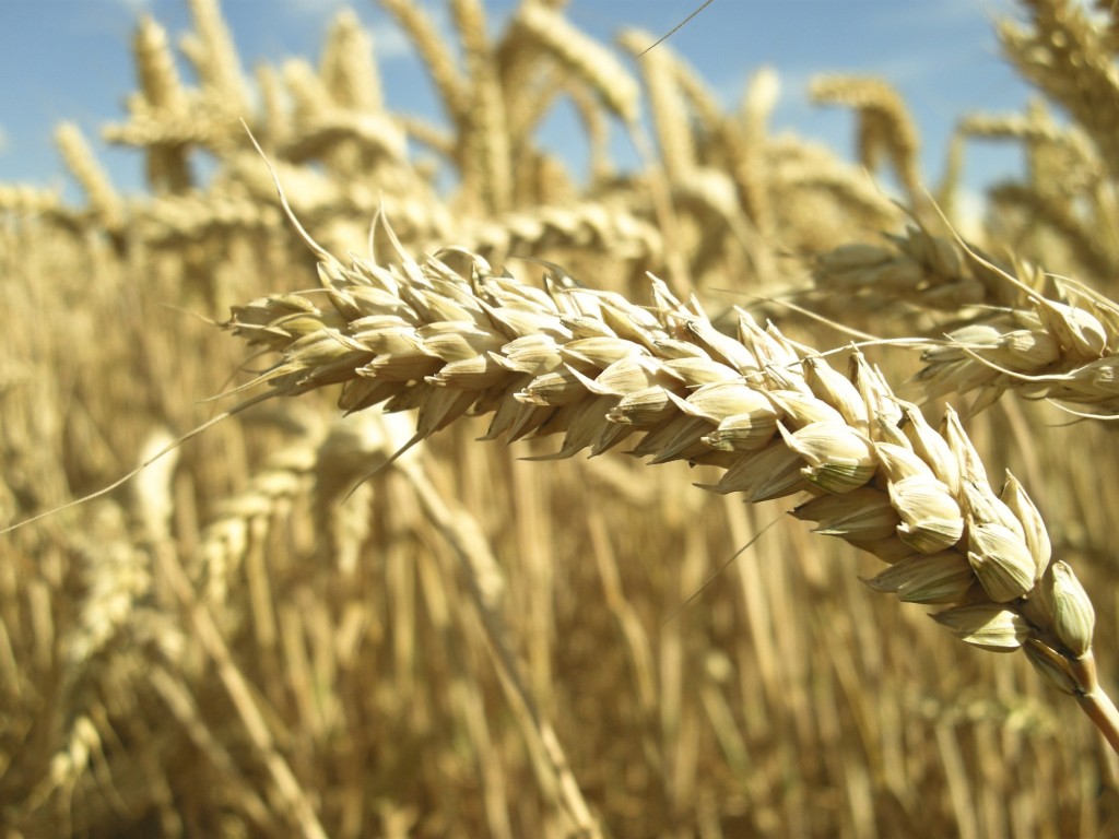 gluten planta