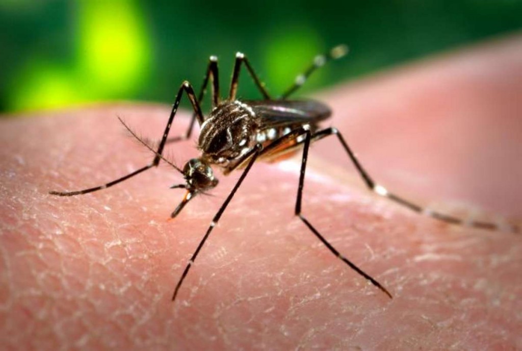 insecto zika