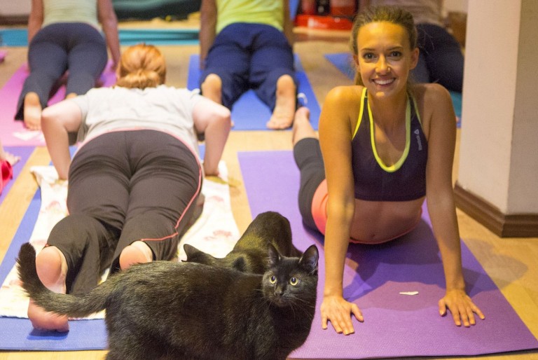 yoga con gatos
