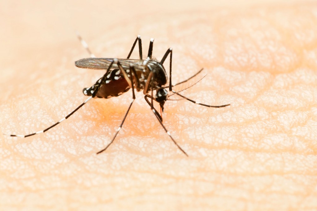 diferencias entre dengue, chikungunya y zika