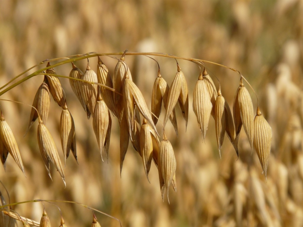 avena y betaglucanos