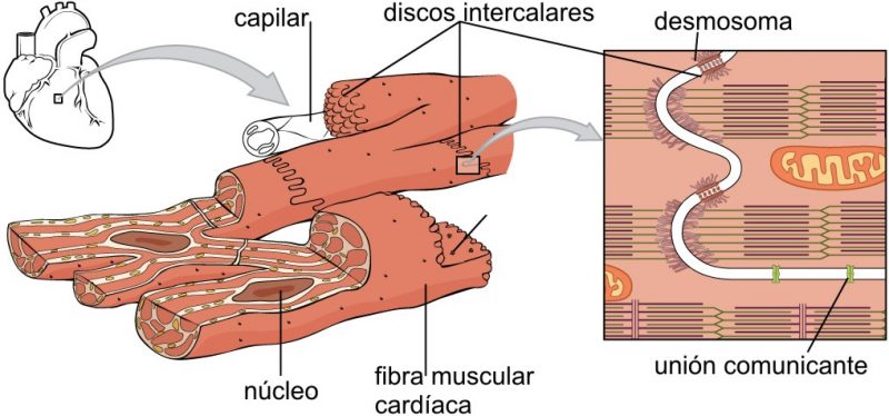 Mejorar la fibrilación auricular