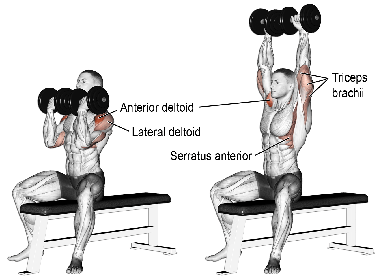 delt ant