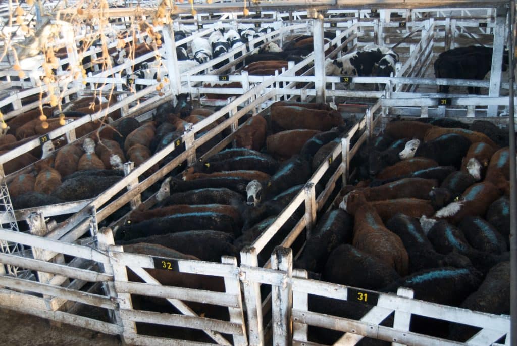 Carne de animal en masa: el holocausto alimenticio