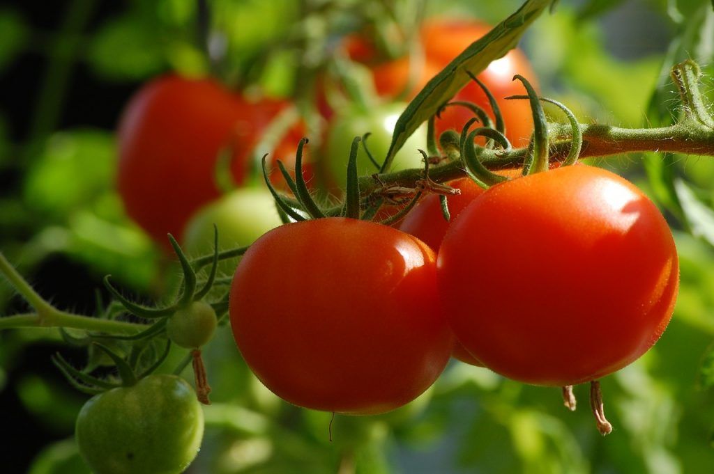 productos organicos