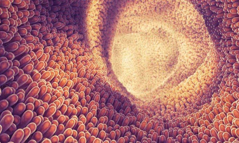 Microbiota intestinal
