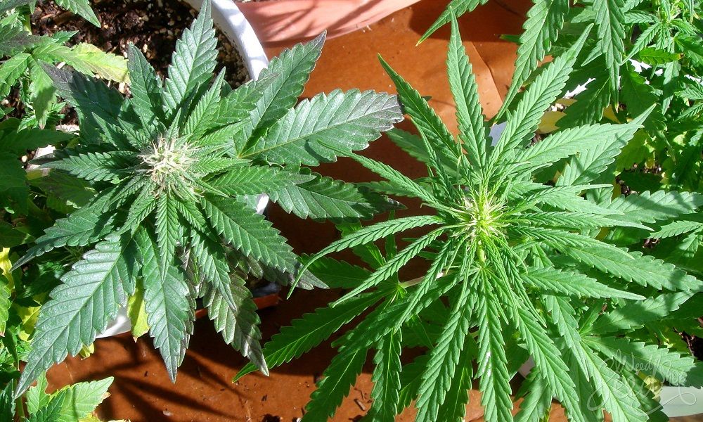 grow barato