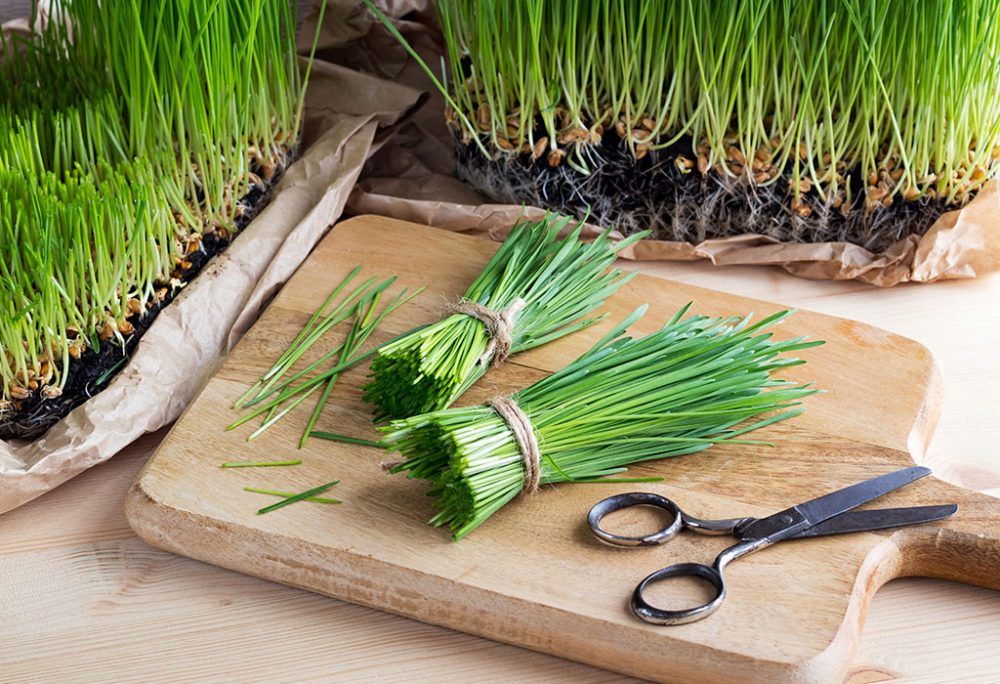 Hierba de trigo cultivada en casa