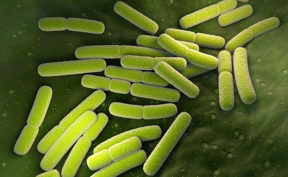 Microrganismos intestino