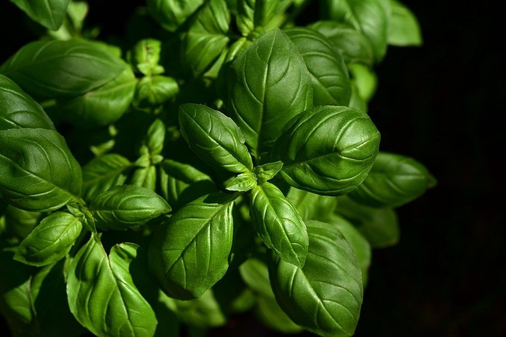 planta de semillas de albahaca