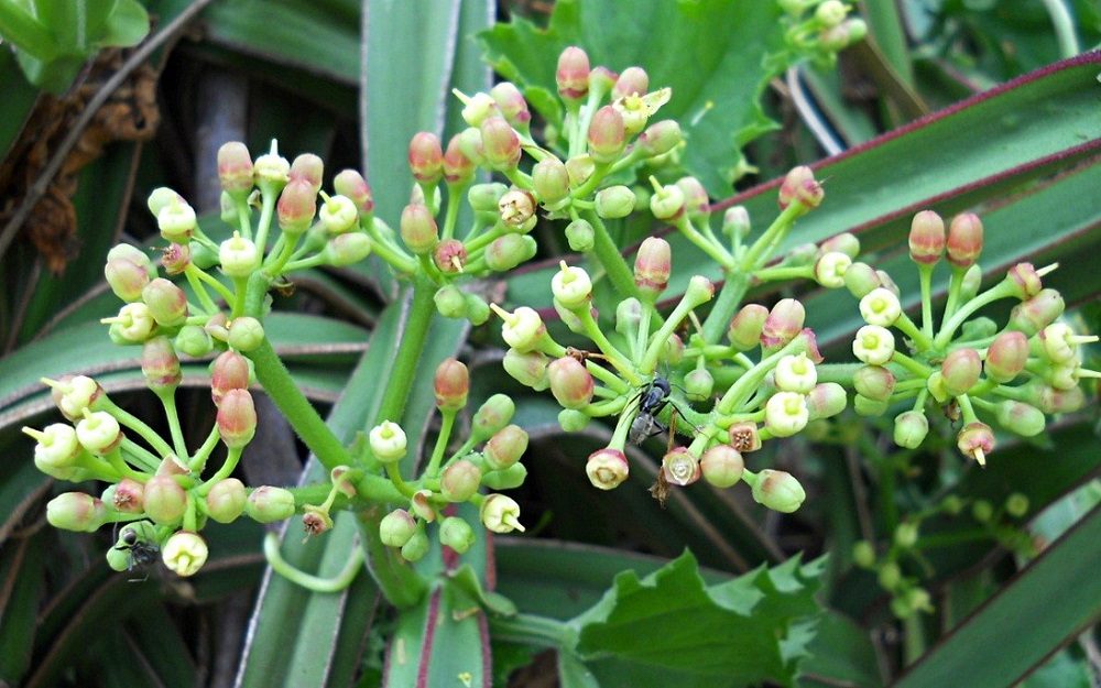 beneficios del Cissus Quadrangularis
