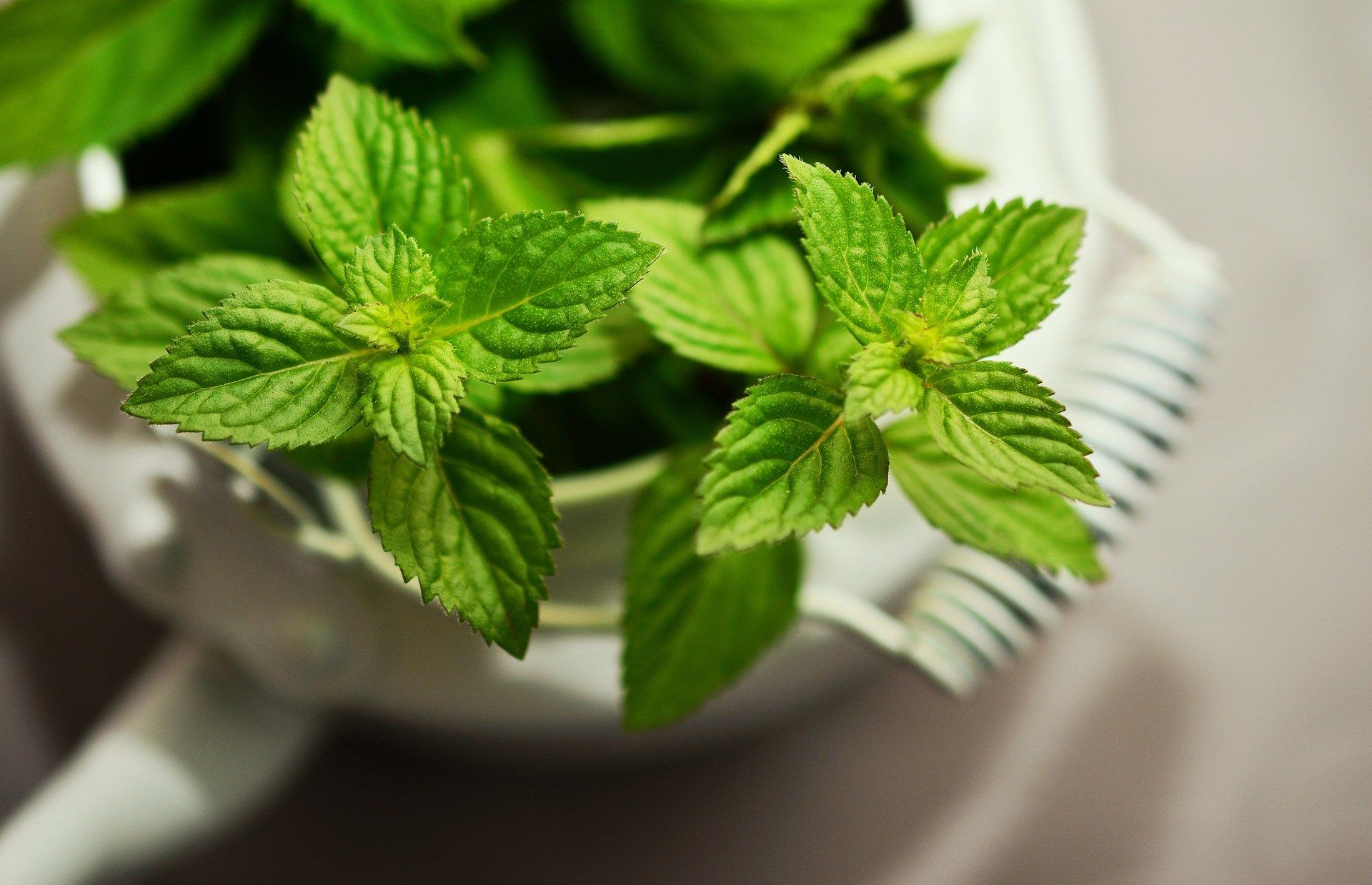 La menta es un potente relajante natural muscular de uso tópico