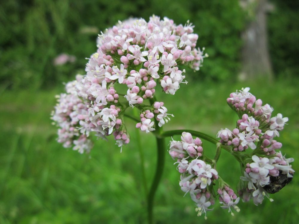La valeriana se usa como infusión pero también es un potente relajantes muscular natural tópico