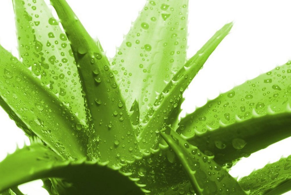 beneficios del zumo de aloe vera
