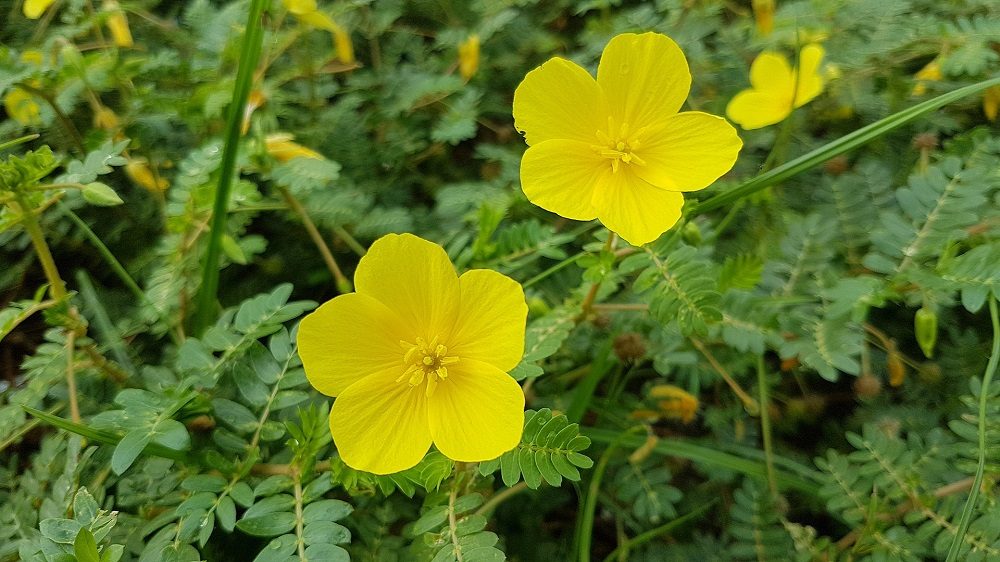 Tribulus Terrestris planta