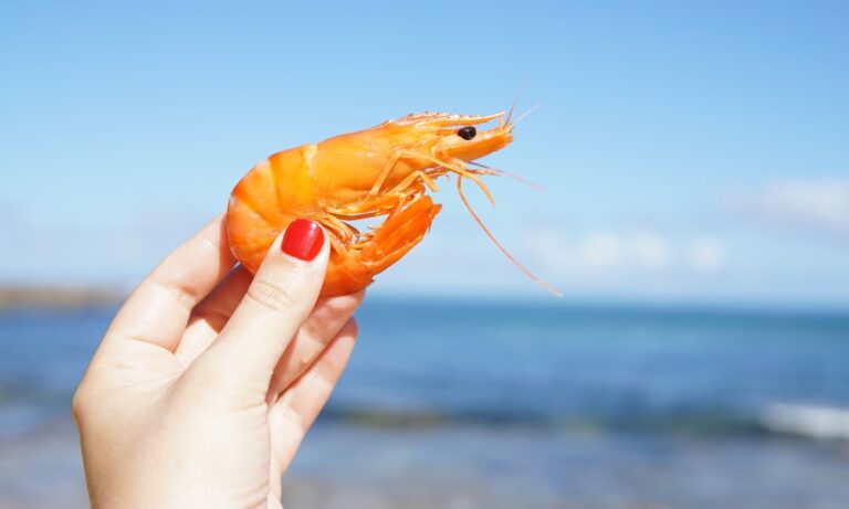 Chupar las cabezas de las gambas