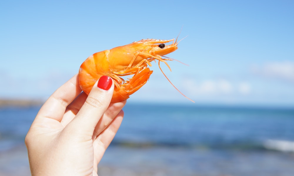 Chupar las cabezas de las gambas