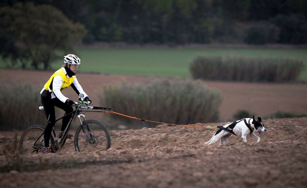 Bikejoring