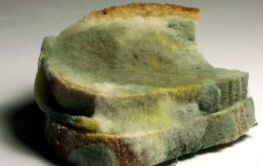 Presencia de moho de los alimentos
