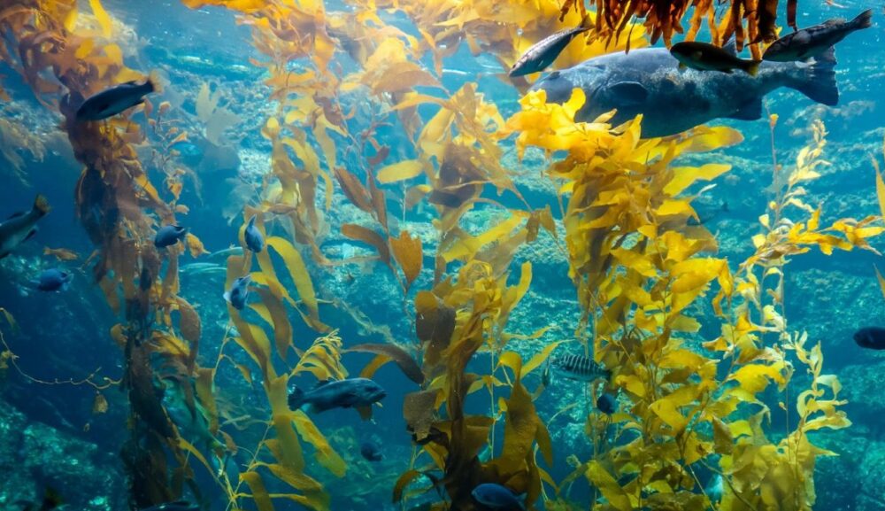kelp