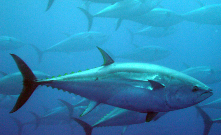 diferencias entre el bonito y el atún