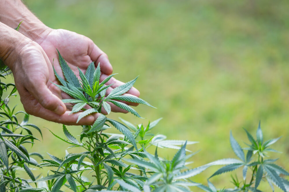 Propiedades de las proteínas del cáñamo