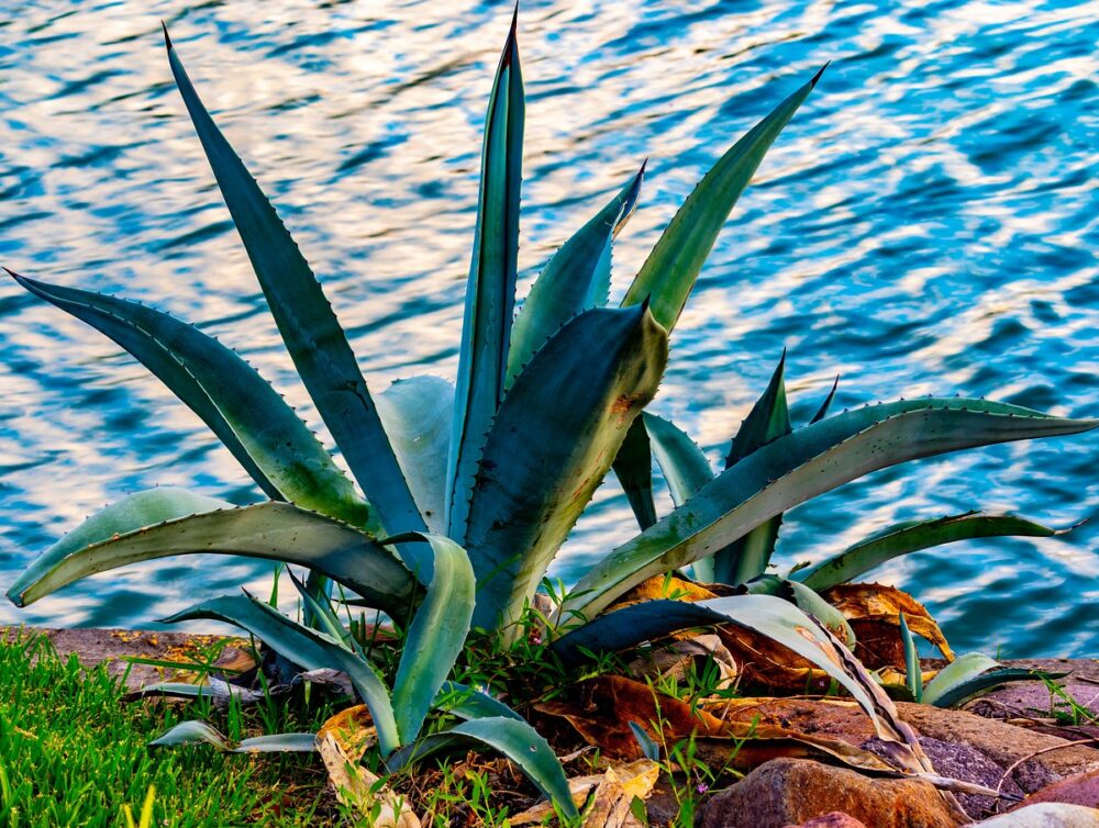 Descubre los beneficios del sirope de agave