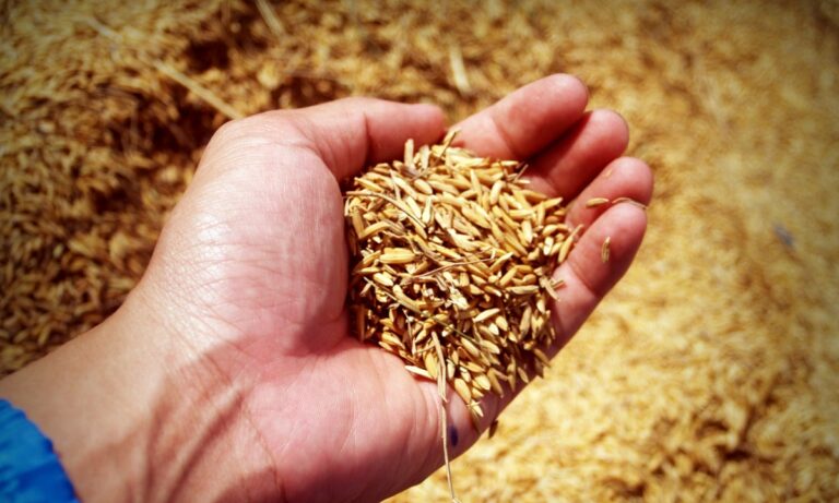 Es mejor el arroz integral que el arroz blanco porque tiene más nutrientes